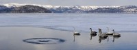 Framed Whooper swans (Cygnus cygnus) on frozen lake, Lake Kussharo, Akan National Park, Hokkaido, Japan