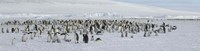 Framed Emperor penguins (Aptenodytes forsteri) colony at snow covered landscape, Snow Hill Island, Antarctica