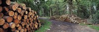 Framed Stacks of logs in forest, Burrator Reservoir, Dartmoor, Devon, England