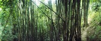Framed Bamboo forest, Chiang Mai, Thailand