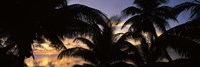 Framed Silhouette of palm trees at sunset, Aitutaki, Cook Islands