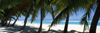 Framed Palm trees on the beach, Aitutaki, Cook Islands