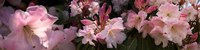 Framed Close-up of pink rhododendron flowers