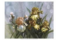 Framed Hadfield Irises I