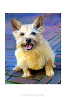 Framed Cairn Terrier