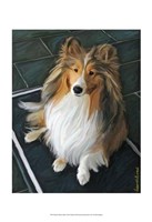 Framed Sheltie Bred to Bark