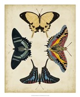 Framed Display of Butterflies III