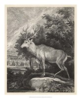 Framed Woodland Deer II