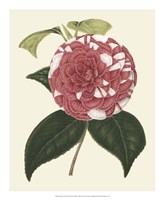 Framed Antique Camellia II