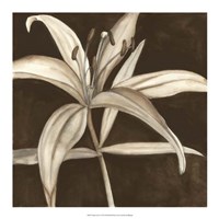 Framed Sepia Lily II