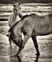 Framed Beach Horses I