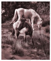 Framed Beach Horses II