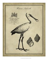 Framed Antiquarian Spoonbill