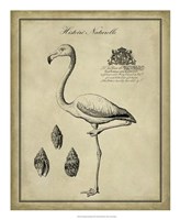Framed Antiquarian Flamingo