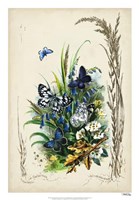 Framed Victorian Butterfly Garden VIII