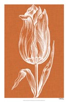 Framed Chromatic Tulips III