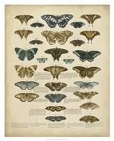 Framed Tabula de Papilio