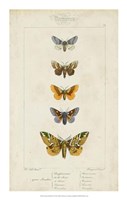 Framed Pauquet Butterflies IV