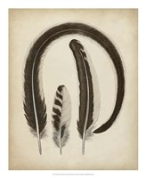 Framed Vintage Feathers III