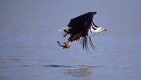 Framed African Fish eagle (Haliaeetus vocifer) flying with a fish in its claws