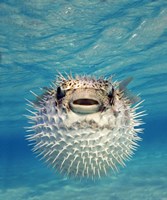 Framed Close-up of a Puffer fish, Bahamas