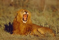 Framed Roaring Lion Tanzania Africa