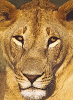 Framed Close-up of a lioness, Tanzania