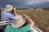 Framed Rear view of two safari photographers filming a giraffe