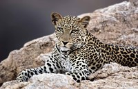 Framed Close-up of a leopard lying on a rock