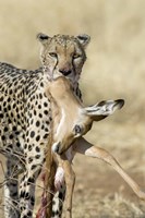 Framed Close-up of a cheetah carrying its kill