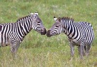 Framed Side profile of two zebras touching their snouts, Ngorongoro Crater, Ngorongoro Conservation Area, Tanzania