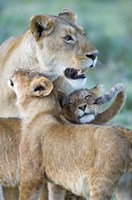 Framed Close-up of a lioness and her two cubs, Ngorongoro Crater, Ngorongoro Conservation Area, Tanzania (Panthera leo)