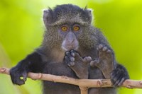 Framed Close-up of a Blue monkey sitting on a branch, Lake Manyara, Arusha Region, Tanzania (Cercopithecus mitis)