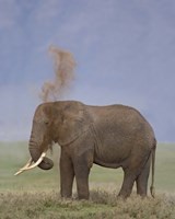 Framed African Elephant, Ngorongoro Crater, Arusha Region, Tanzania