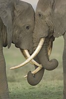 Framed Two African elephants, Arusha Region, Tanzania