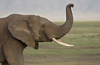 Framed Close-up of an African elephant, Ngorongoro Crater, Arusha Region, Tanzania (Loxodonta Africana)
