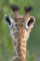 Framed Close-up of a Masai giraffe, Lake Manyara, Arusha Region, Tanzania (Giraffa camelopardalis tippelskirchi)