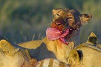 Framed Close-up of a lioness eating a zebra liver, Ngorongoro Conservation Area, Arusha Region, Tanzania (Panthera leo)
