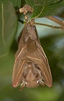 Framed Close-up of a bat hanging from a branch, Lake Manyara, Arusha Region, Tanzania