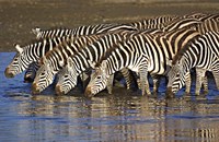 Framed Herd of zebras drinking water, Ngorongoro Conservation Area, Arusha Region, Tanzania (Equus burchelli chapmani)