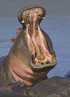 Framed Close-up of a Hippopotamus, Lake Manyara, Arusha Region, Tanzania