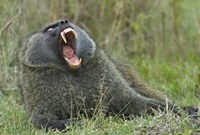 Framed Close-up of an Olive baboon yawning, Lake Nakuru, Kenya (Papio anubis)