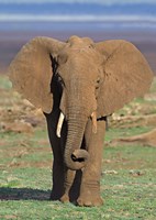 Framed Close-up of an African elephant walking in a field, Lake Manyara, Arusha Region, Tanzania (Loxodonta Africana)