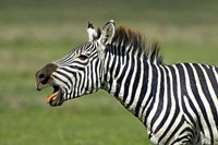 Framed Side profile of a zebra braying, Ngorongoro Conservation Area, Arusha Region, Tanzania (Equus burchelli chapmani)