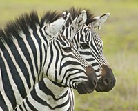 Framed Close-up of two zebras, Ngorongoro Conservation Area, Arusha Region, Tanzania (Equus burchelli chapmani)