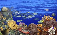 Framed School of fish swimming near a reef