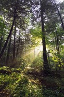 Framed Sunbeams in dense forest, Great Smoky Mountains National Park, Tennessee, USA.
