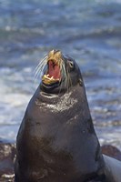 Framed Galapagos sea lion (Zalophus wollebaeki) on the beach, Galapagos Islands, Ecuador