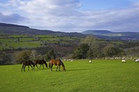 Framed Horses and Sheep in the Barrow Valley, Near St Mullins, County Carlow, Ireland