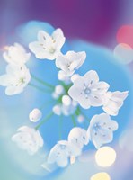 Framed Close up of white flowers with out of focus blue background